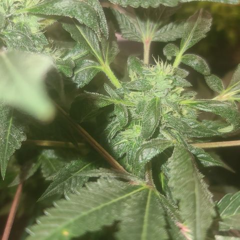Ashoka Tano ( Snips) growlog timeline photo