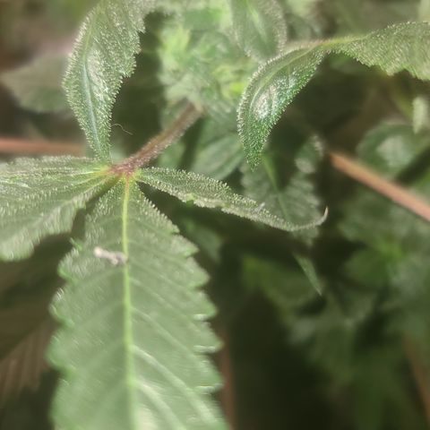 Ashoka Tano ( Snips) growlog timeline photo