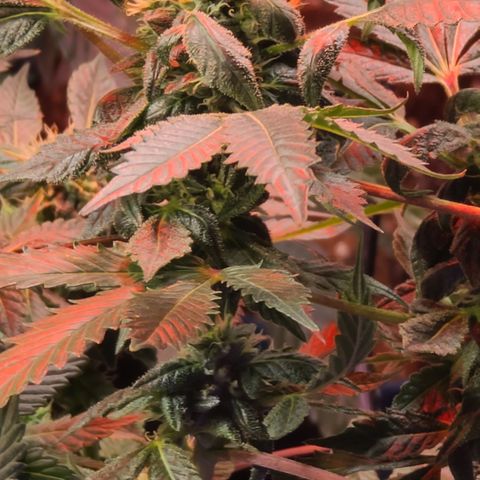 Ashoka Tano ( Snips) growlog timeline photo