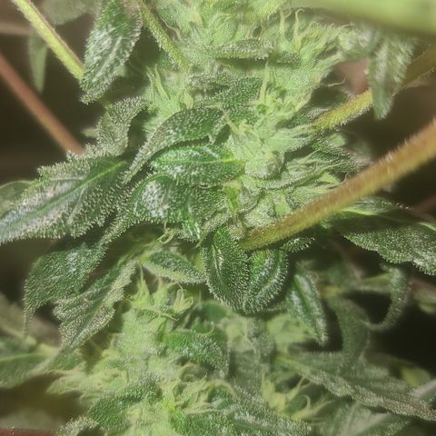 Ashoka Tano ( Snips) growlog timeline photo