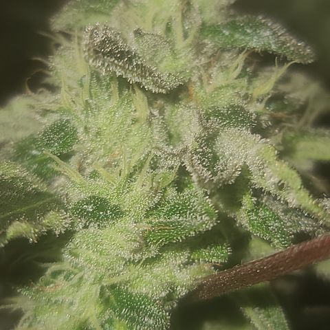 Ashoka Tano ( Snips) growlog timeline photo