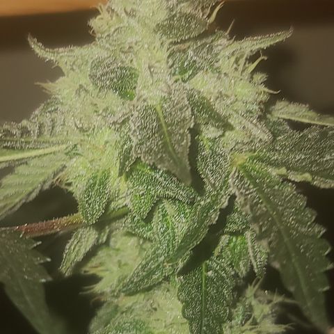 Ashoka Tano ( Snips) growlog timeline photo