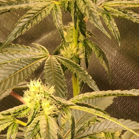 Ashoka Tano ( Snips) growlog timeline photo