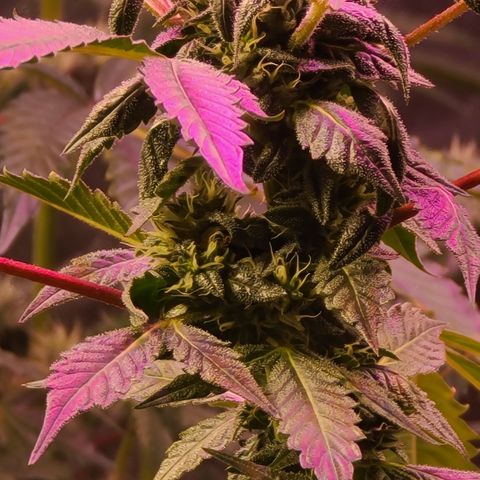 Ashoka Tano ( Snips) growlog timeline photo