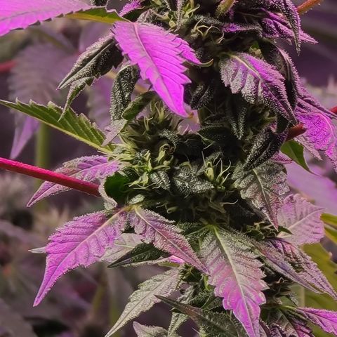 Ashoka Tano ( Snips) growlog timeline photo
