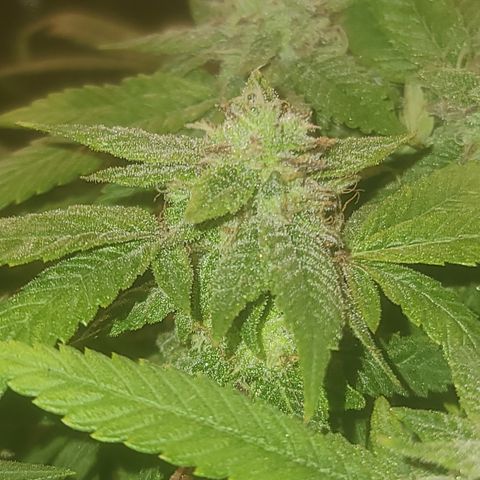 Zoey growlog timeline photo