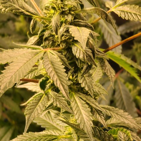 Ashoka Tano ( Snips) growlog timeline photo