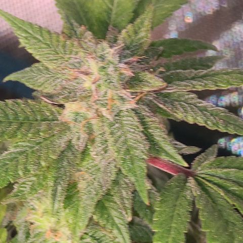 Zoey growlog timeline photo