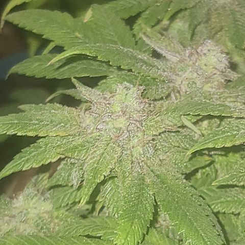 Zoey growlog timeline photo