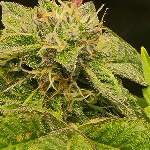 Zoey growlog timeline photo