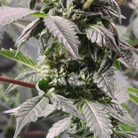 Ashoka Tano ( Snips) growlog timeline photo