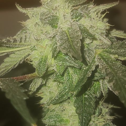 Ashoka Tano ( Snips) growlog timeline photo