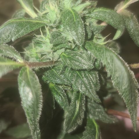Ashoka Tano ( Snips) growlog timeline photo