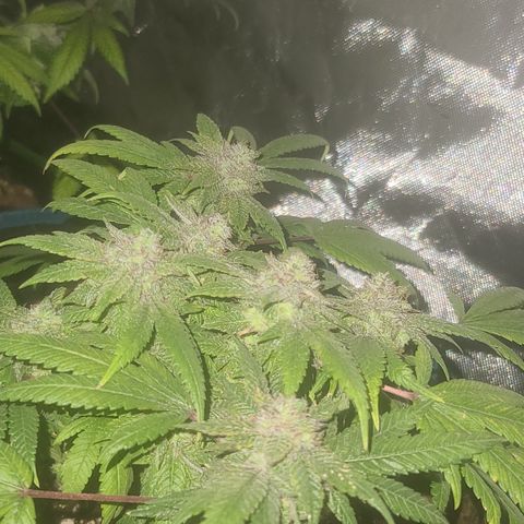 Zoey growlog timeline photo