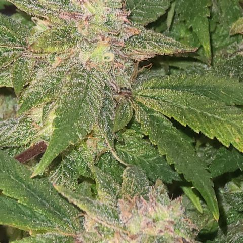 Zoey growlog timeline photo