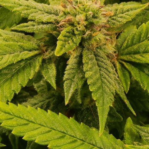 Zoey growlog timeline photo