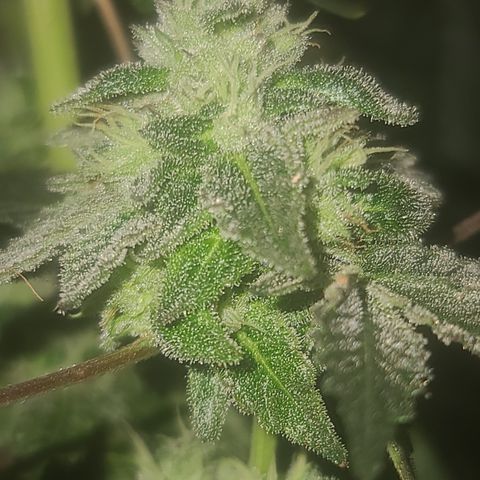 Ashoka Tano ( Snips) growlog timeline photo