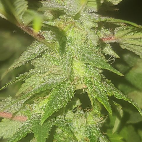 Zoey growlog timeline photo