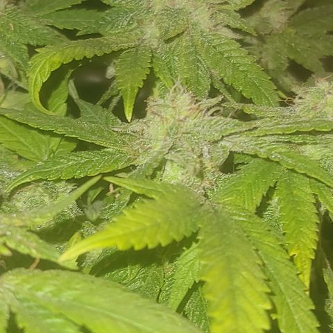 Zoey growlog timeline photo
