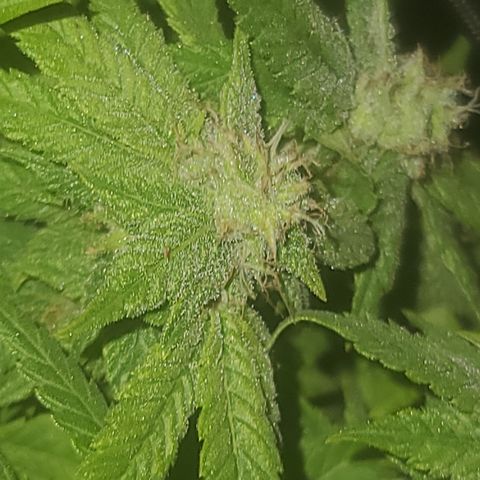 Zoey growlog timeline photo