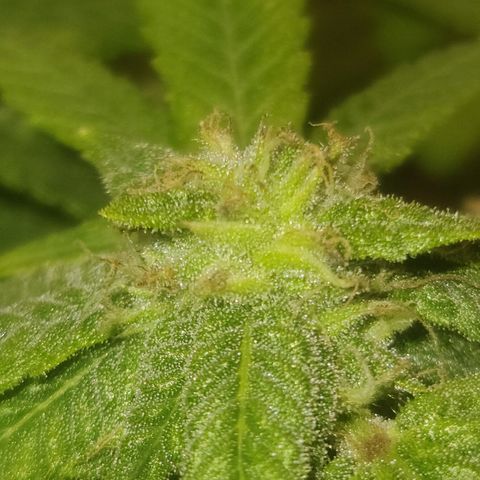 Zoey growlog timeline photo