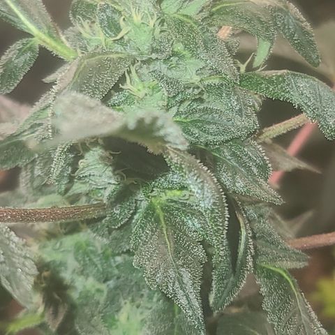Ashoka Tano ( Snips) growlog timeline photo