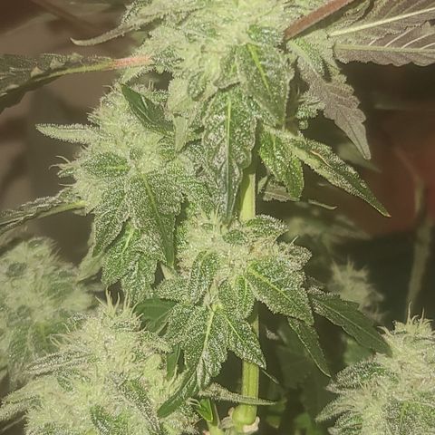 Ashoka Tano ( Snips) growlog timeline photo