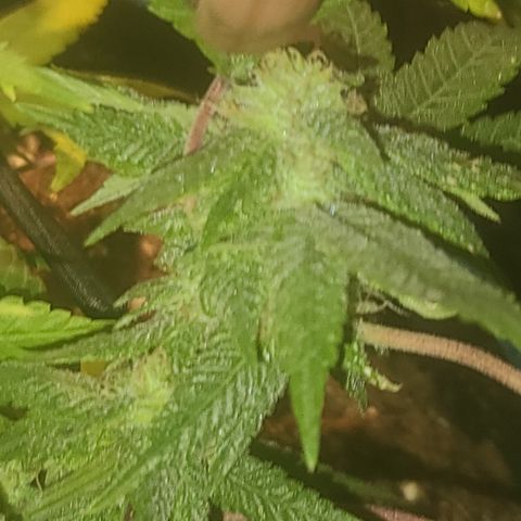 Zoey growlog timeline photo