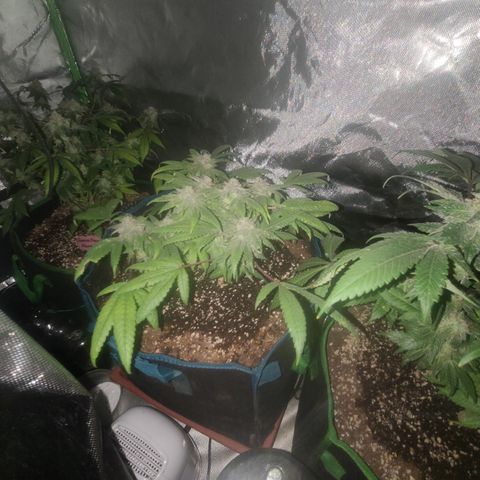 Zoey growlog timeline photo