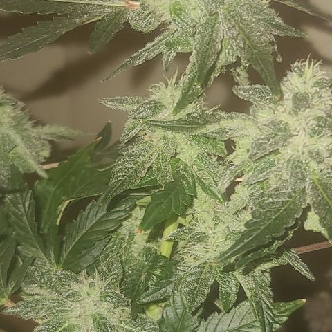 Ashoka Tano ( Snips) growlog timeline photo