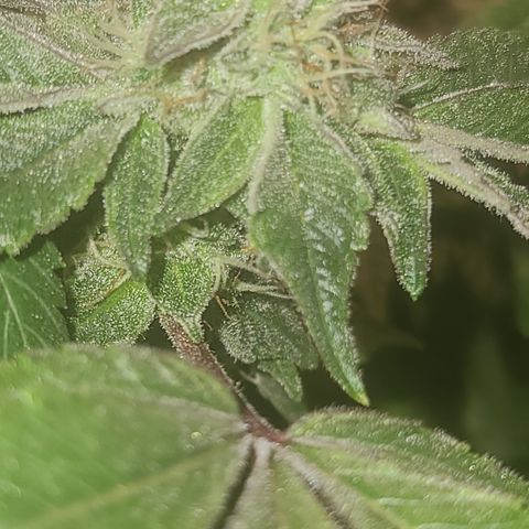 Zoey growlog timeline photo