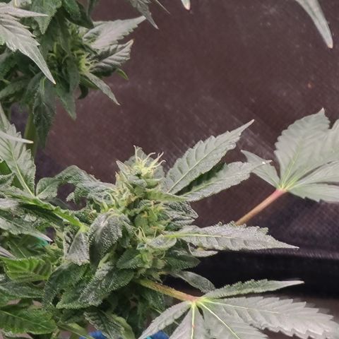 Ashoka Tano ( Snips) growlog timeline photo