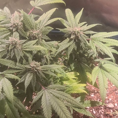 Zoey growlog timeline photo