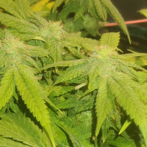 Zoey growlog timeline photo