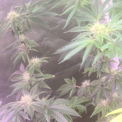 Patrice growlog timeline photo