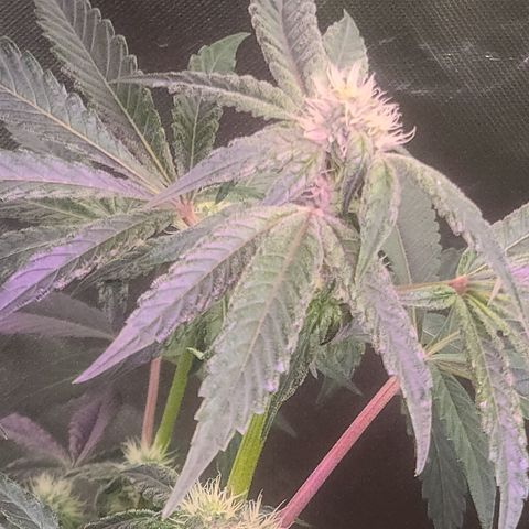 Patrice growlog timeline photo
