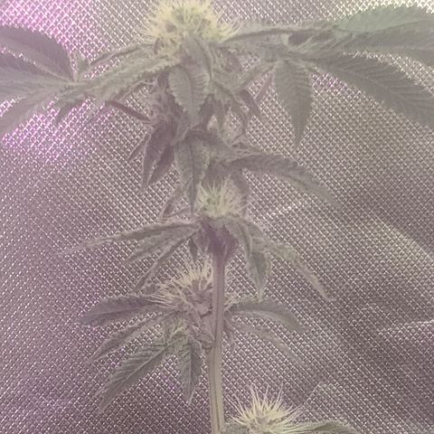Patrice growlog timeline photo