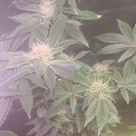 Patrice growlog timeline photo