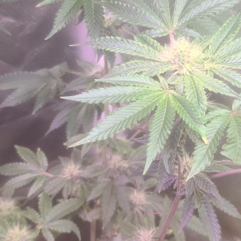 Patrice growlog timeline photo