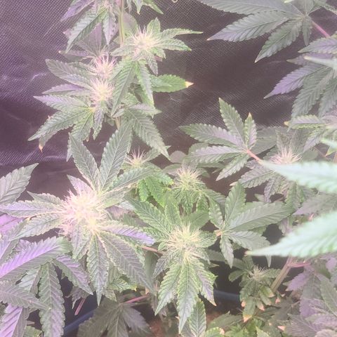 Patrice growlog timeline photo