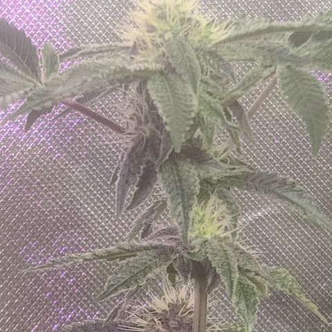 Patrice growlog timeline photo