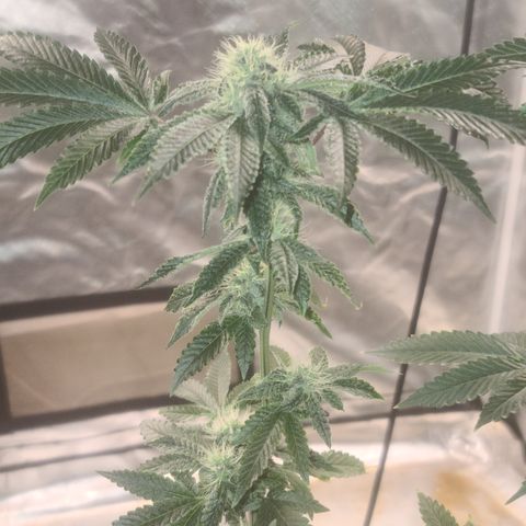 Patrice growlog timeline photo