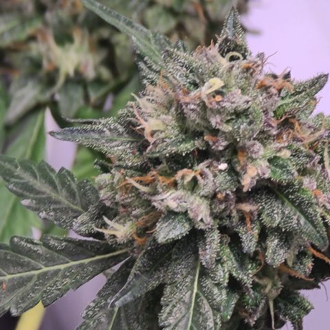 Ethereal T growlog timeline photo