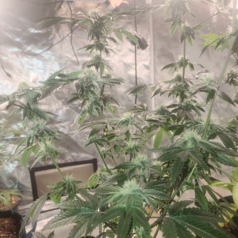Patrice growlog timeline photo