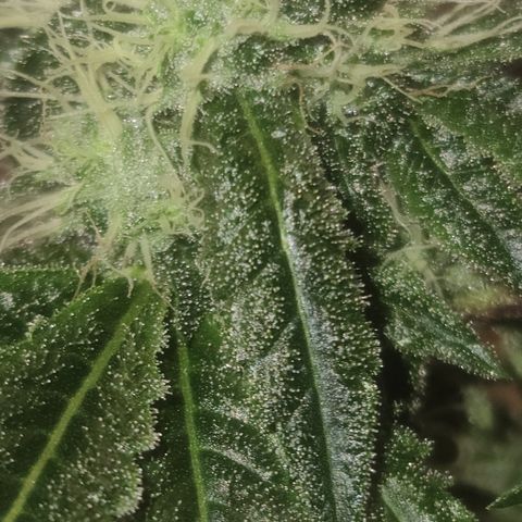 Patrice growlog timeline photo