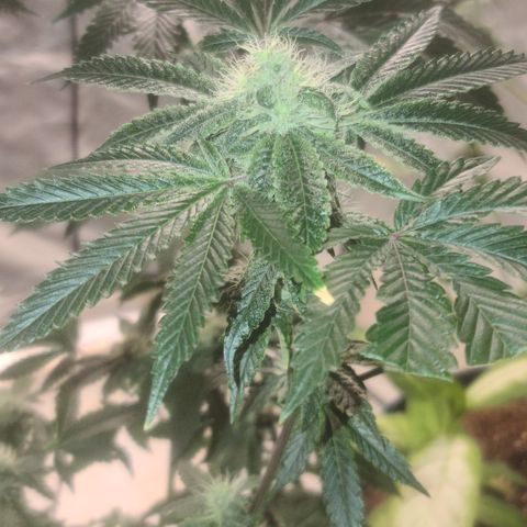 Patrice growlog timeline photo
