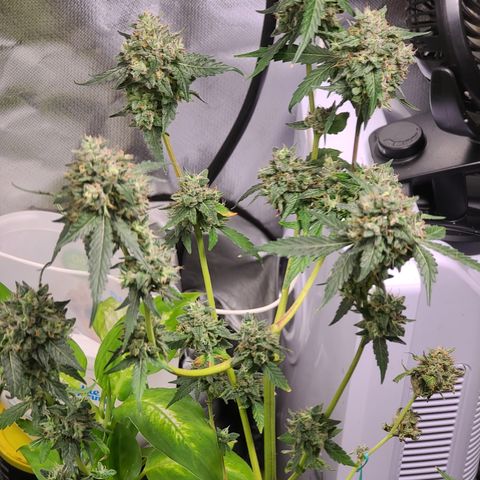 Ethereal T growlog timeline photo
