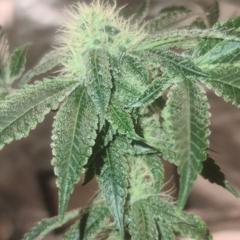 Patrice growlog timeline photo