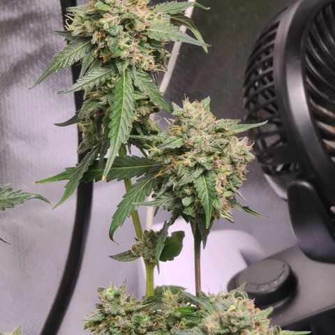 Ethereal T growlog timeline photo