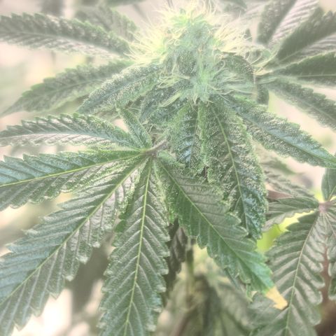 Patrice growlog timeline photo